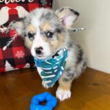 Scout Pembroke Welsh Corgi 02