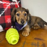 Spot Miniature Dachshund 01