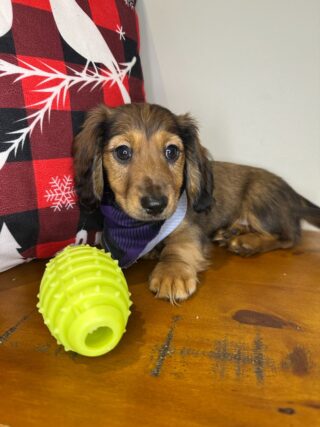 Spot Miniature Dachshund 01