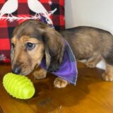 Spot Miniature Dachshund 02