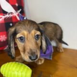 Spot Miniature Dachshund 03