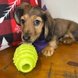 Spot Miniature Dachshund 04