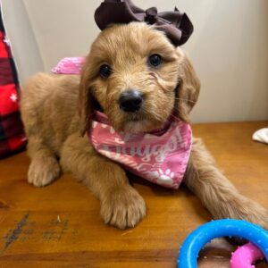 Stella Goldendoodle 01