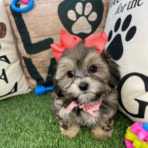 Stella Shihpoo 01