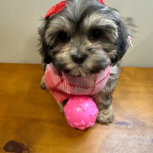 Stella Shihpoo 01