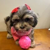 Stella Shihpoo 02