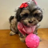 Stella Shihpoo 03