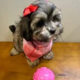 Stella Shihpoo 04