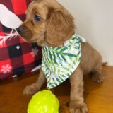 Striker Cavapoo 02