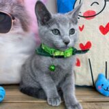 Sushi Russian Blue 01