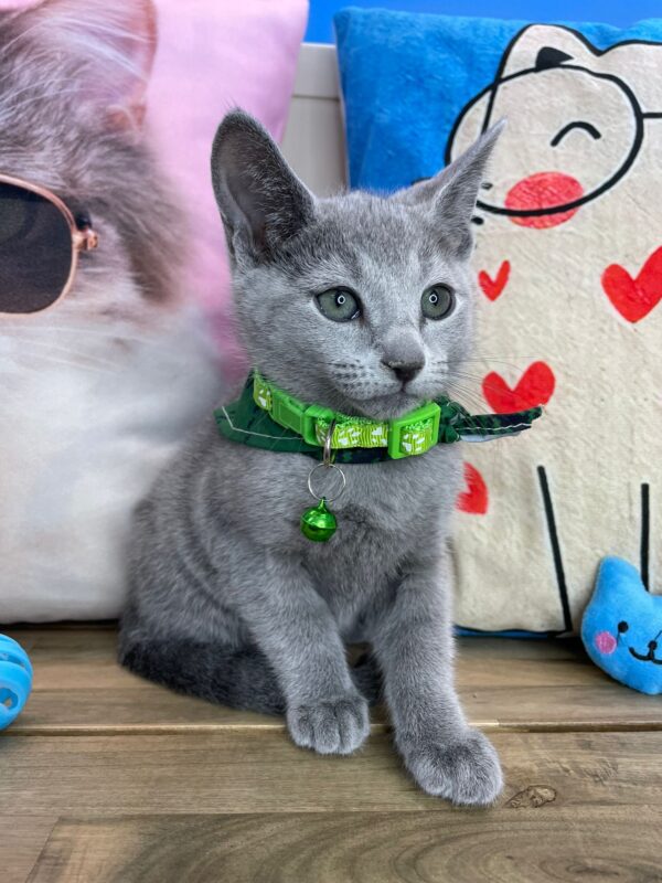 Sushi Russian Blue 01