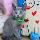 Sushi Russian Blue 02