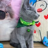 Sushi Russian Blue 04