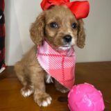 Taffy Cavapoo 01