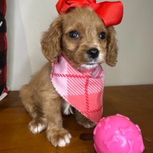 Taffy Cavapoo 01