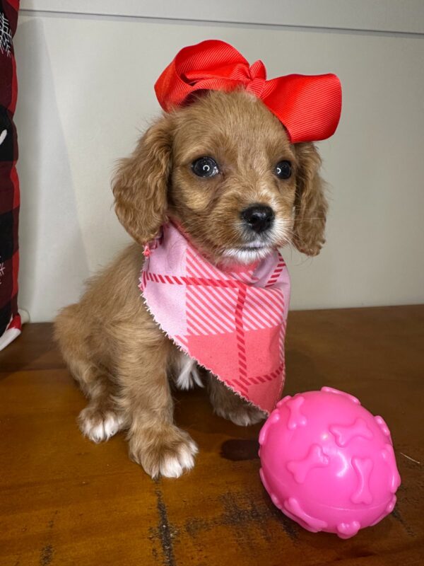 Taffy Cavapoo 01