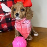 Taffy Cavapoo 04