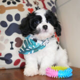 Tannon Cavachon 04