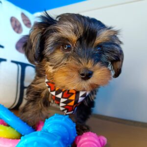 Timmy Yorkshire Terrier 01