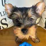 Truman Yorkshire Terrier 01