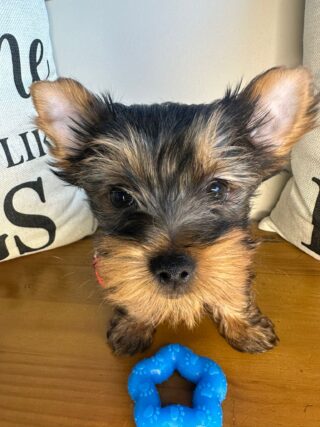 Truman Yorkshire Terrier 01