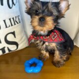 Truman Yorkshire Terrier 02