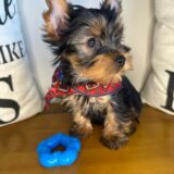 Truman Yorkshire Terrier 03