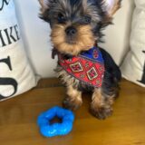 Truman Yorkshire Terrier 04