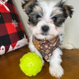 Whiskey Morkie 01