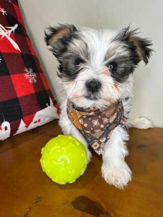 Whiskey Morkie 01