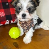 Whiskey Morkie 02