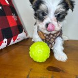 Whiskey Morkie 03