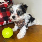 Whiskey Morkie 04