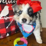 Xena Australian Shepherd 01