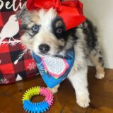 Xena Australian Shepherd 02