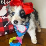 Xena Australian Shepherd 03