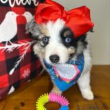 Xena Australian Shepherd 04