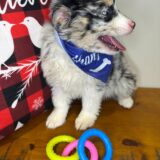 Yara Australian Shepherd 02