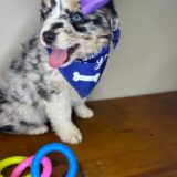 Yara Australian Shepherd 03