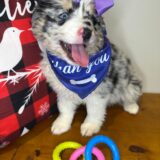 Yara Australian Shepherd 04