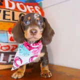 Achelii Dachshund 02