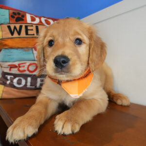 Archibald Golden Retriever 01