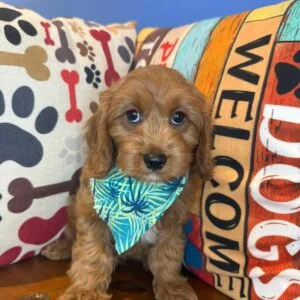 Aspen Cavapoo 01