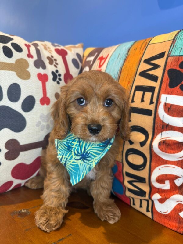 Aspen Cavapoo 01