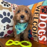 Aspen Cavapoo 02