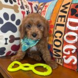 Aspen Cavapoo 03