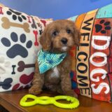 Aspen Cavapoo 04