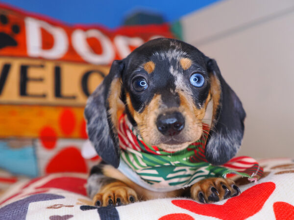 Avalon Dachshund 01