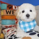 Baxter Maltipoo 01