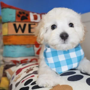 Baxter Maltipoo 01